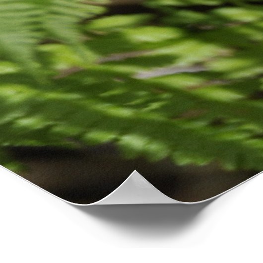 Ferns Poster (Hoek)