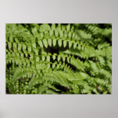 Ferns Poster (Voorkant)