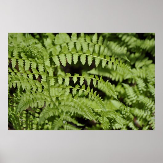 Ferns Poster (Voorkant)