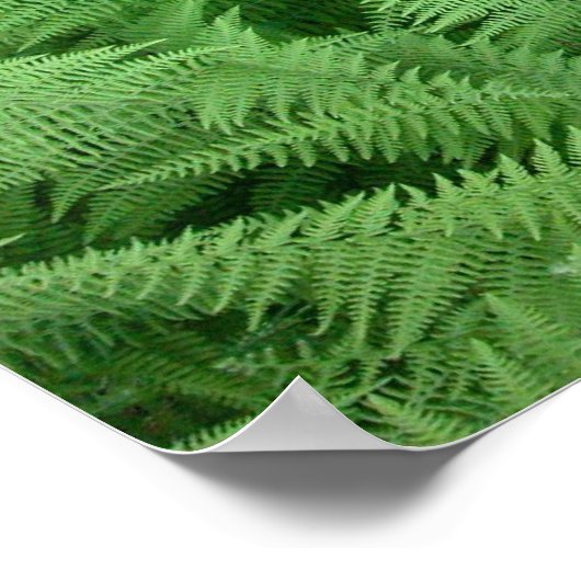 Ferns Poster (Hoek)