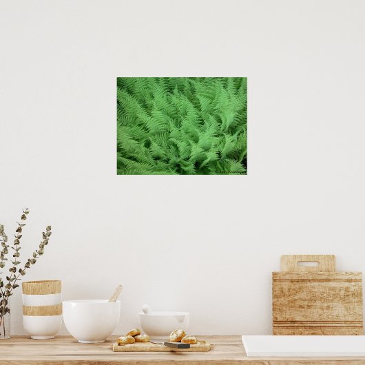 Ferns Poster (Keuken)