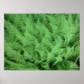 Ferns Poster (Voorkant)