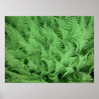 Ferns Poster