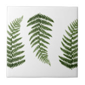 Ferns Tegeltje (Voorkant)