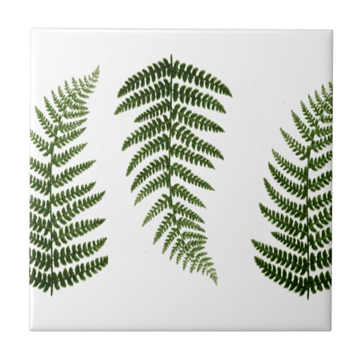 Ferns Tegeltje (Voorkant)