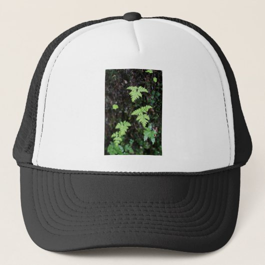 Ferns - trucker pet (Voorkant)
