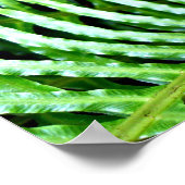 Ferns Unfurling Poster (Hoek)