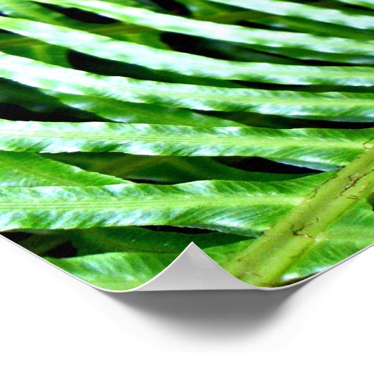 Ferns Unfurling Poster (Hoek)
