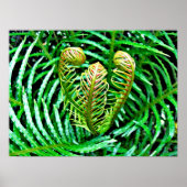 Ferns Unfurling Poster (Voorkant)