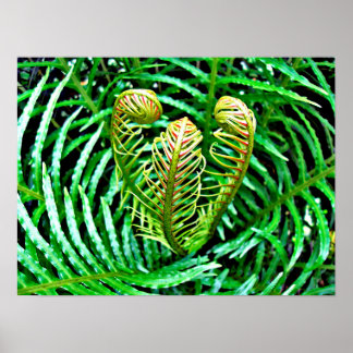 Ferns Unfurling Poster