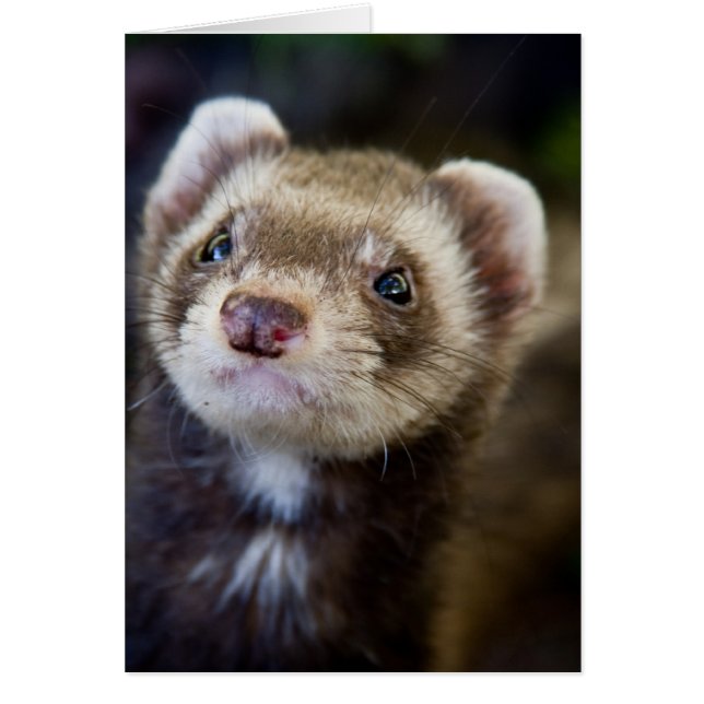 Ferret (Voorkant)