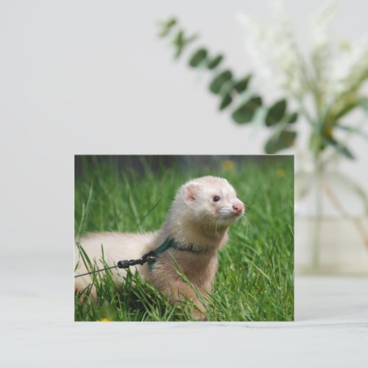 Ferret 1 briefkaart (Staand voorkant)
