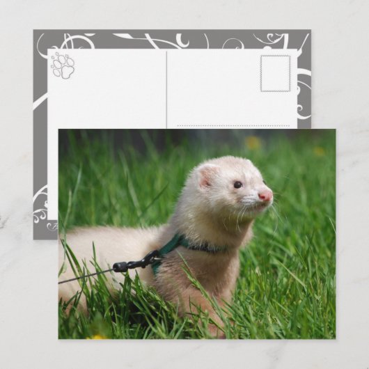 Ferret 1 briefkaart (Voorkant / Achterkant)