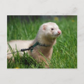 Ferret 1 briefkaart (Voorkant)