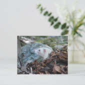 Ferret 2 briefkaart (Staand voorkant)