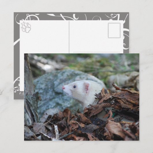 Ferret 2 briefkaart (Voorkant / Achterkant)