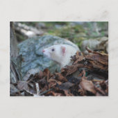 Ferret 2 briefkaart (Voorkant)