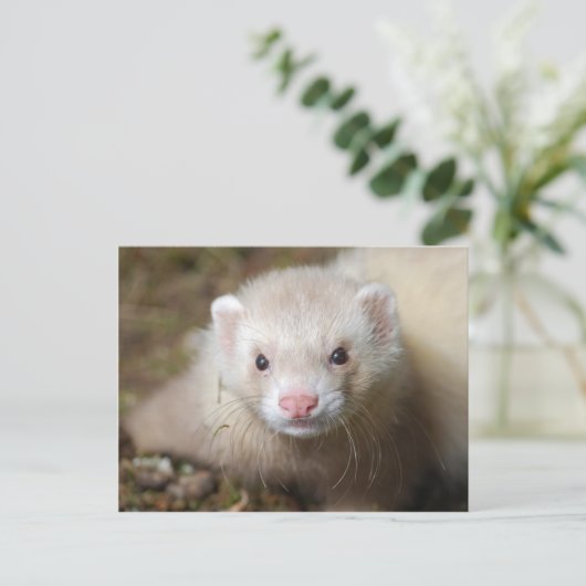 Ferret 3 briefkaart (Staand voorkant)