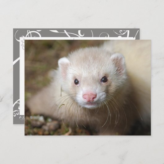Ferret 3 briefkaart (Voorkant / Achterkant)