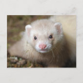 Ferret 3 briefkaart (Voorkant)