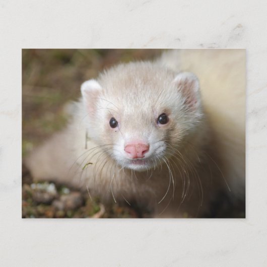 Ferret 3 briefkaart (Voorkant)