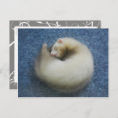 Ferret 4 briefkaart (Voorkant / Achterkant)