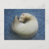 Ferret 4 briefkaart (Voorkant)