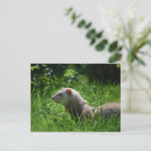 Ferret 5 briefkaart (Staand voorkant)