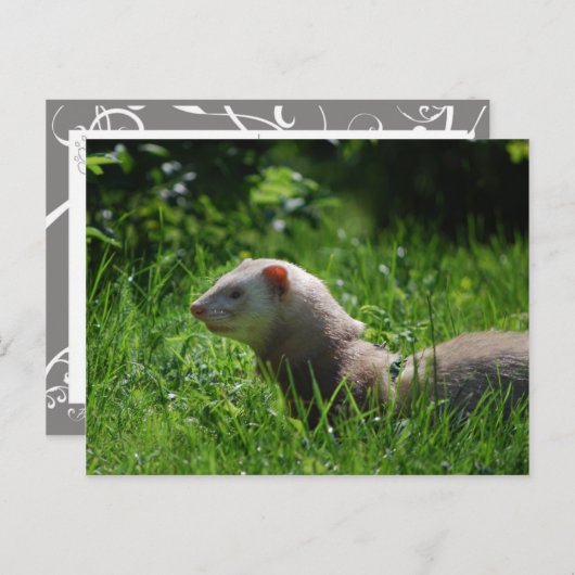 Ferret 5 briefkaart (Voorkant / Achterkant)