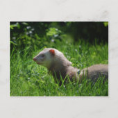 Ferret 5 briefkaart (Voorkant)