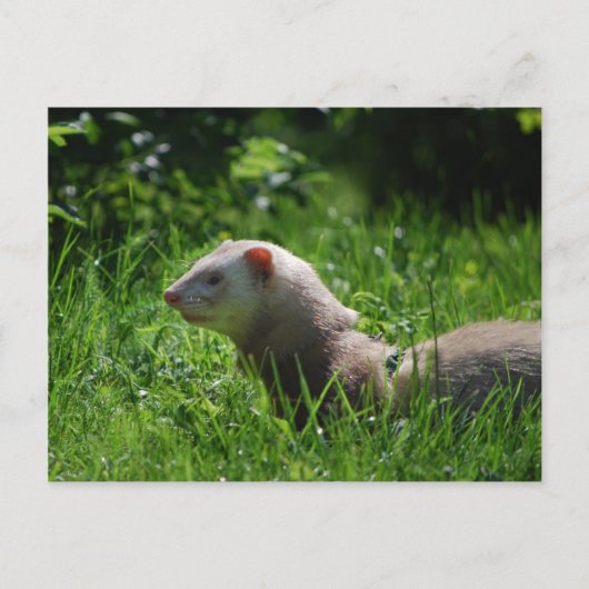 Ferret 5 briefkaart (Voorkant)