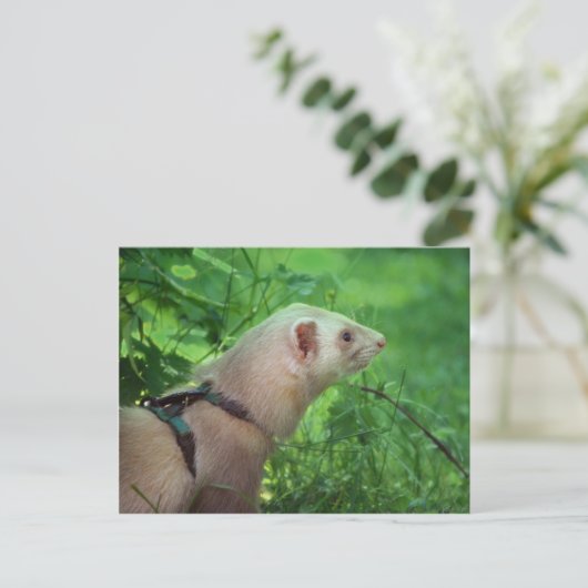 Ferret 6 briefkaart (Staand voorkant)