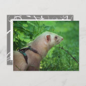 Ferret 6 briefkaart (Voorkant / Achterkant)
