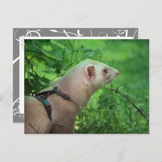 Ferret 6 briefkaart (Voorkant / Achterkant)