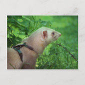 Ferret 6 briefkaart (Voorkant)