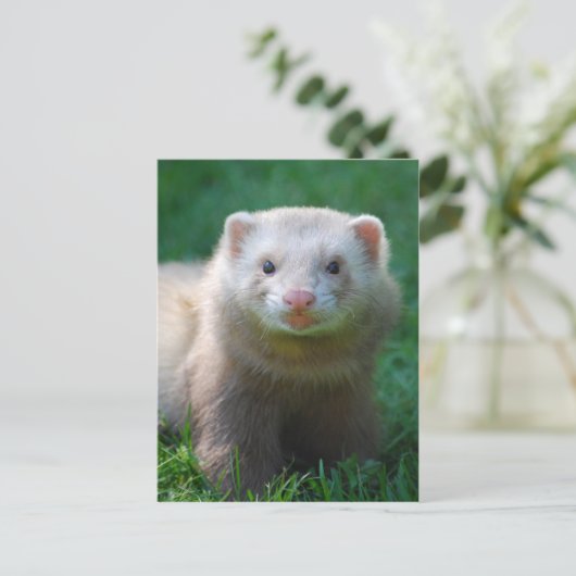 Ferret 7 briefkaart (Staand voorkant)