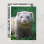 Ferret 7 briefkaart (Voorkant / Achterkant)