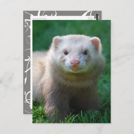 Ferret 7 briefkaart (Voorkant / Achterkant)