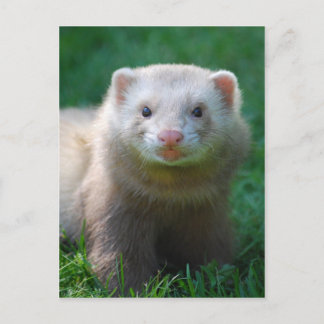 Ferret 7 briefkaart