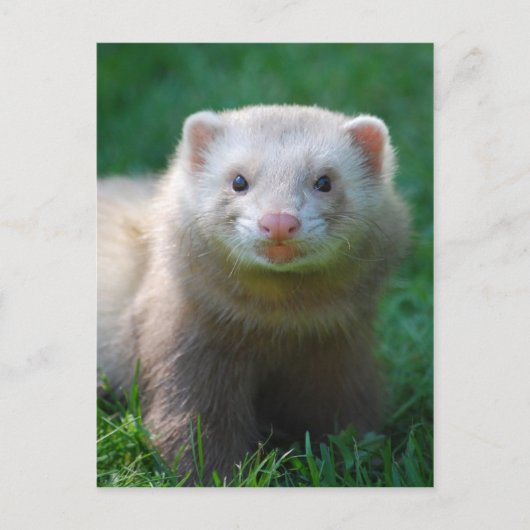 Ferret 7 briefkaart (Voorkant)