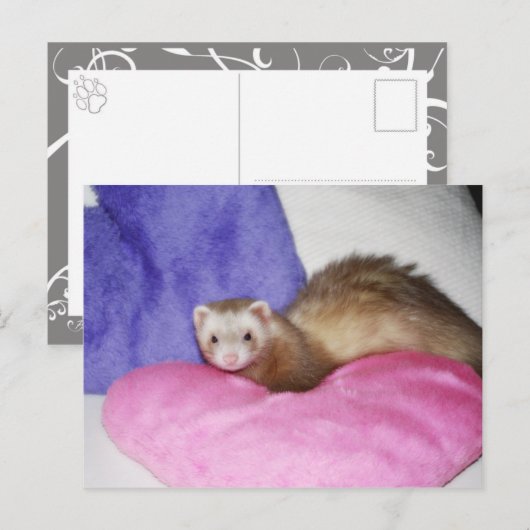 Ferret 8 briefkaart (Voorkant / Achterkant)