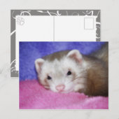 Ferret 9 briefkaart (Voorkant / Achterkant)