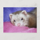 Ferret 9 briefkaart (Voorkant)