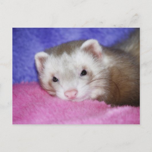 Ferret 9 briefkaart (Voorkant)
