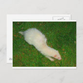 Ferret Briefkaart (Voorkant / Achterkant)