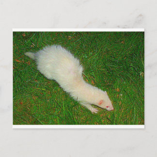 Ferret Briefkaart