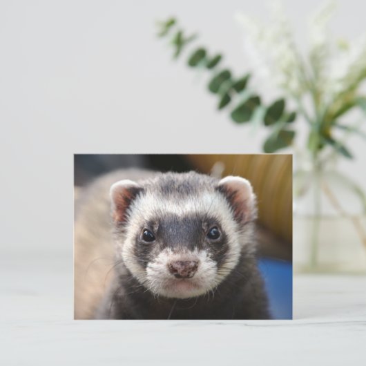 Ferret Briefkaart (Staand voorkant)