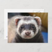 Ferret Briefkaart (Voorkant / Achterkant)