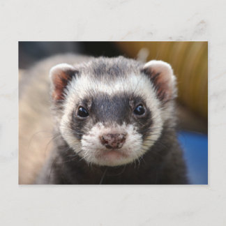 Ferret Briefkaart