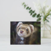 Ferret Briefkaart (Staand voorkant)
